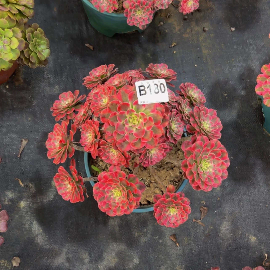 【闪购商品】18000