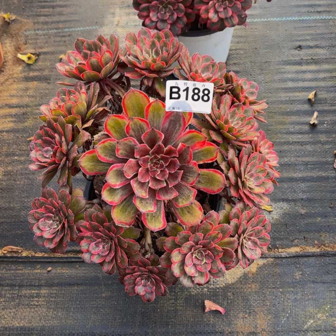 【闪购商品】18800