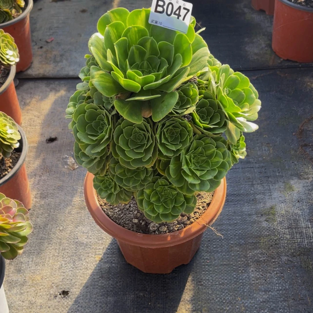 【闪购商品】04700