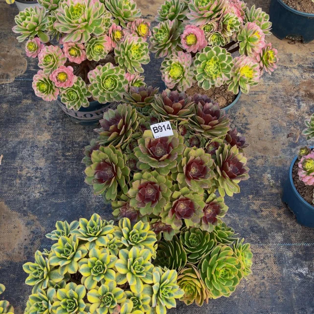 【闪购商品】91400