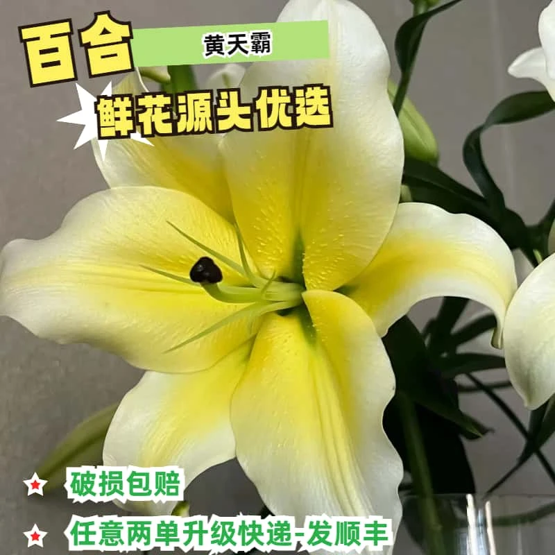 【源头优选】黄天霸香水百合 任意两单升级顺丰冷链
