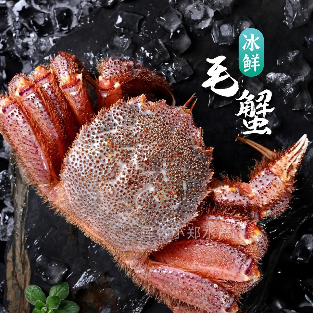 冰鲜红毛蟹  顺丰发货 毛蟹壳软运输易掉腿 介意勿拍