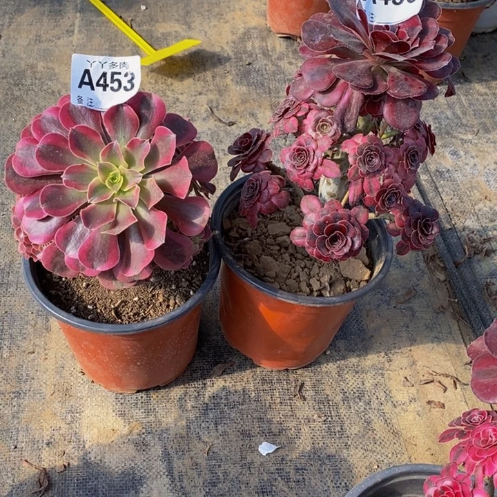 多肉植物法师美杜莎453.450
