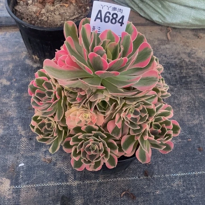 多肉植物法师粉女巫684寄养
