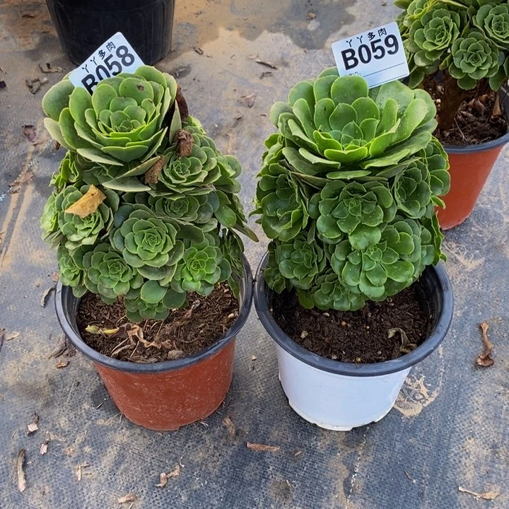 张多肉法师绿杨蓉058 059