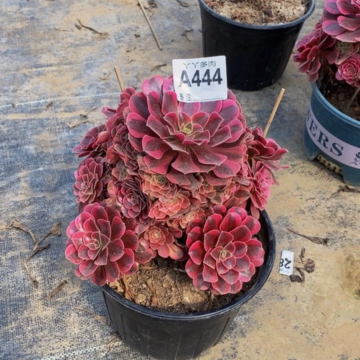 多肉植物法师美杜莎444