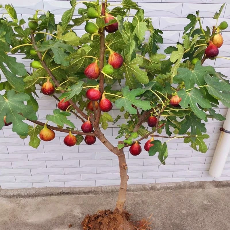 无花果苗当年结果带土球无花果大树苗盆栽地栽南北方庭院种植四季