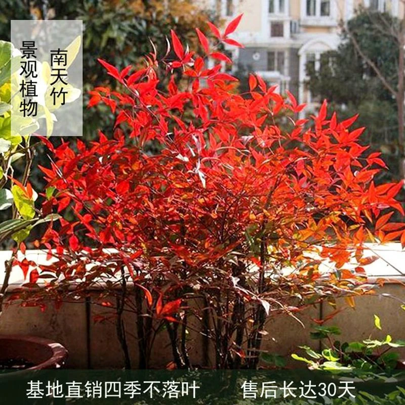 火焰南天竹四季变色红天竹盆景老桩树苗庭院室内外阳台盆栽竹耐寒