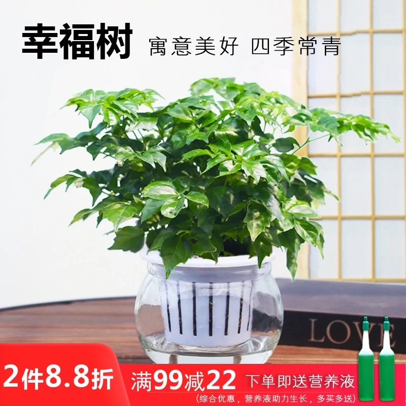 幸福树盆栽绿宝水培植物吸甲醛办公室内花卉绿植好养净化空气栽培