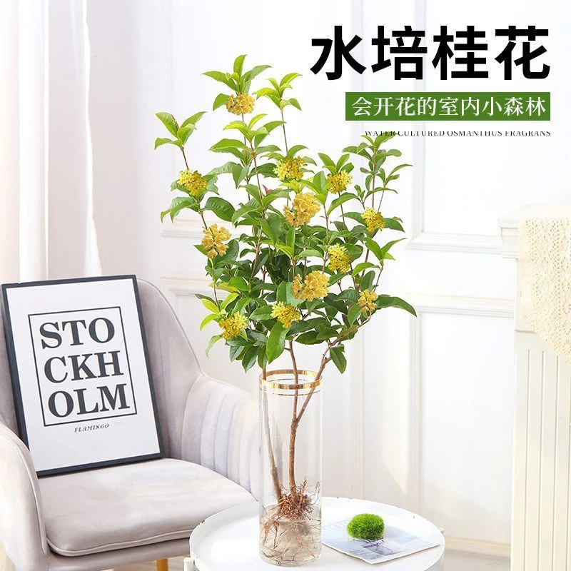水培桂花树苗盆栽水养四季桂懒人水培植物室内好养易活花卉绿植