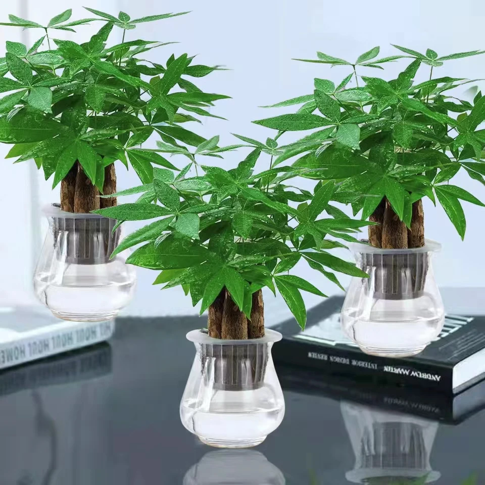 【发财树】盆栽室内办公室水培植物净化空气四季常青客厅摆放绿植