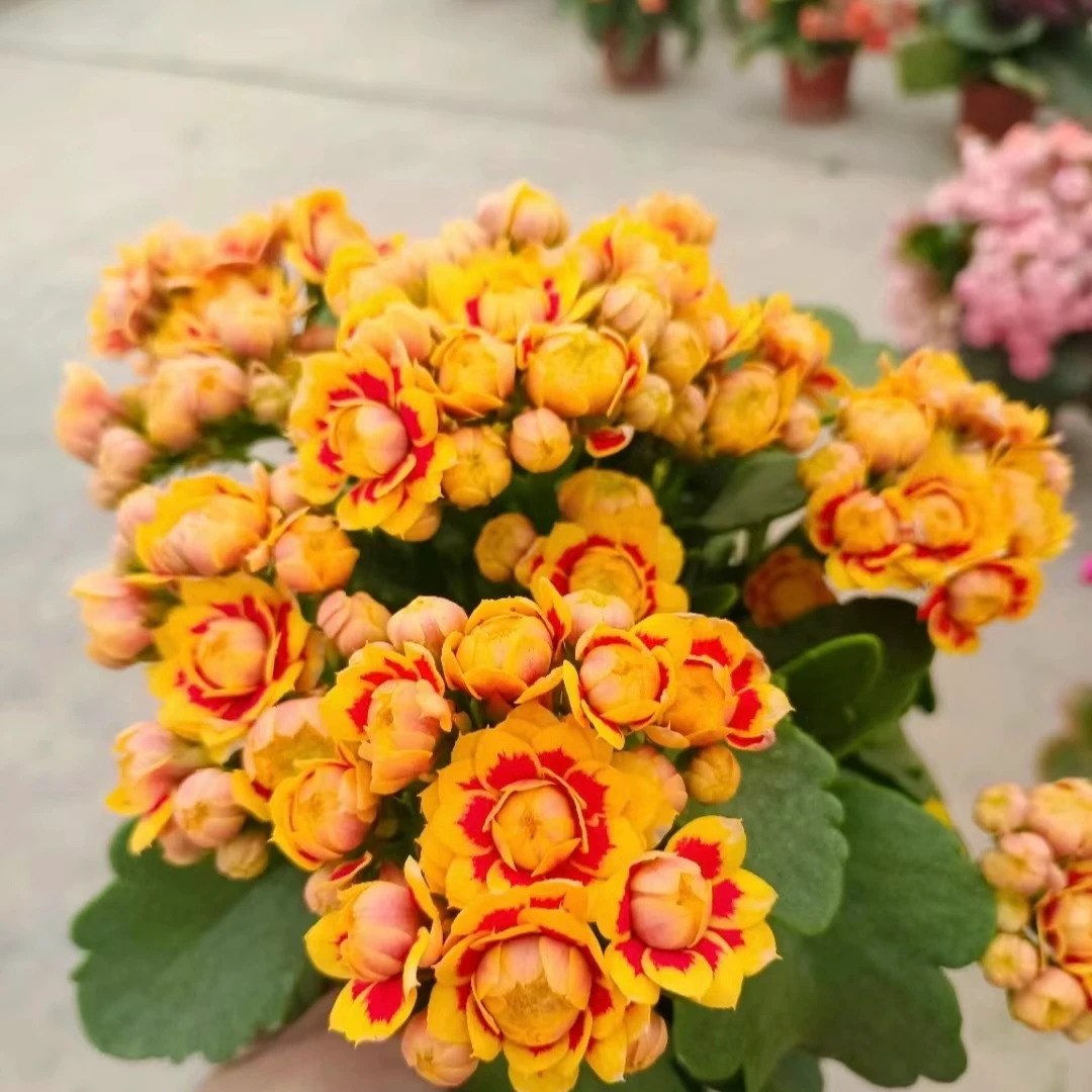 洛桑长寿花开重瓣大花