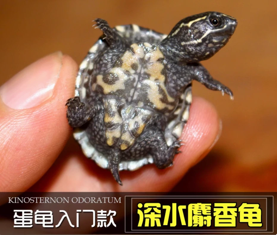 外塘冷水麝香龟苗入门蛋龟深水龟小乌龟活体物公母麝香加热包发货