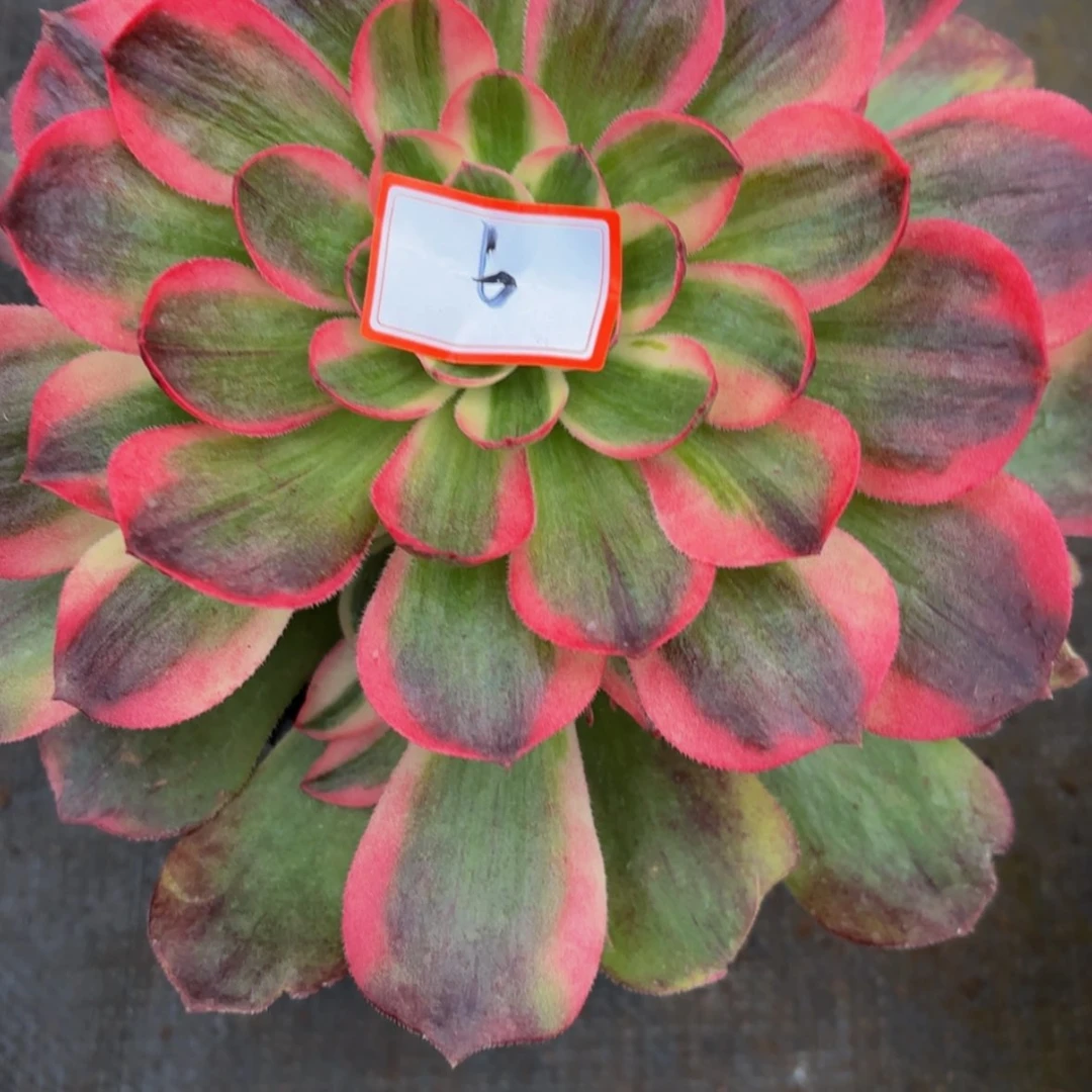 【闪购商品】￴****￴海王6号多肉