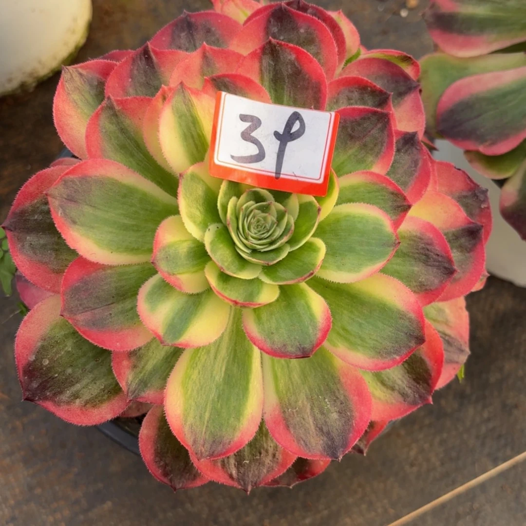 【闪购商品】用****539号海王多肉