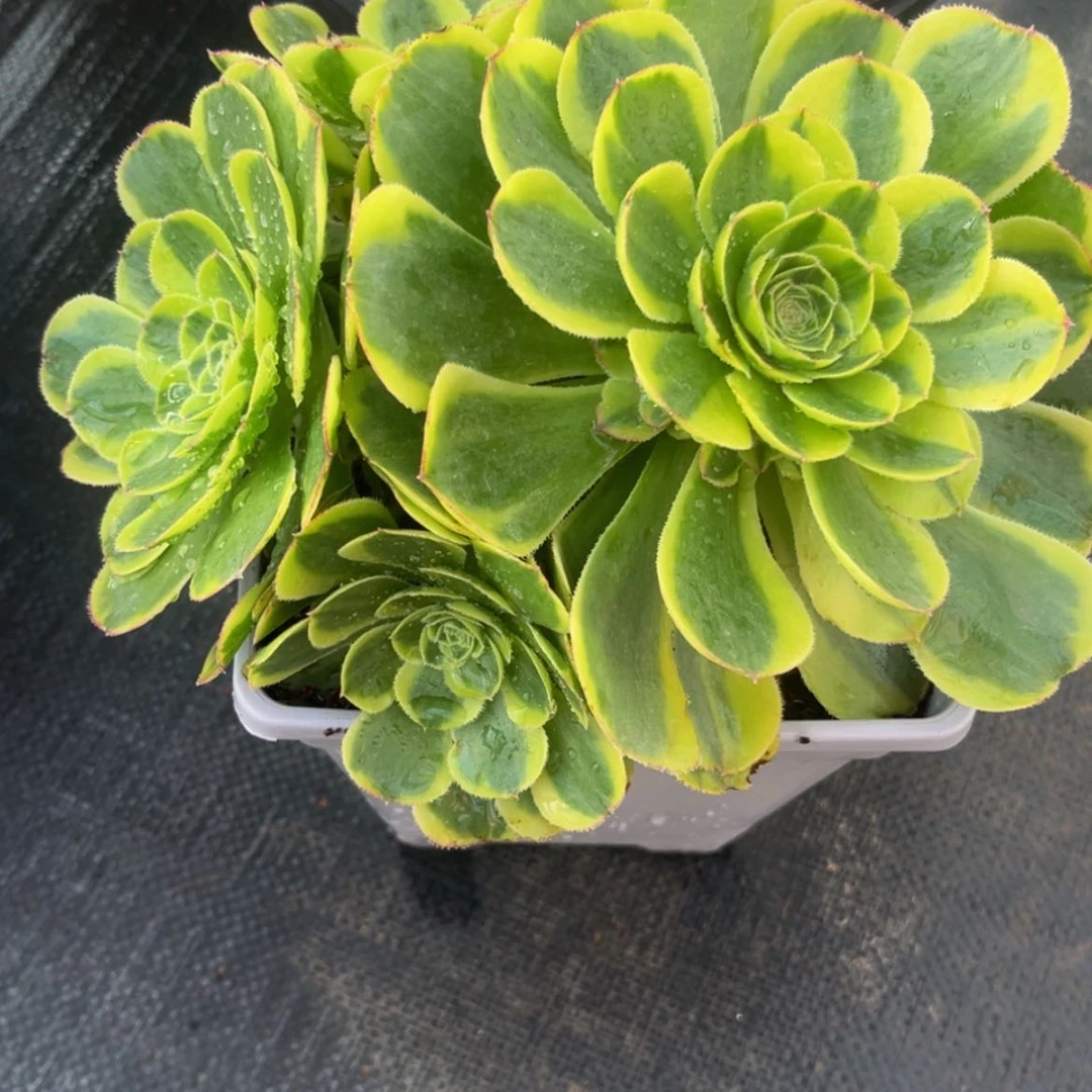 【闪购商品】黔****号青盲627多肉