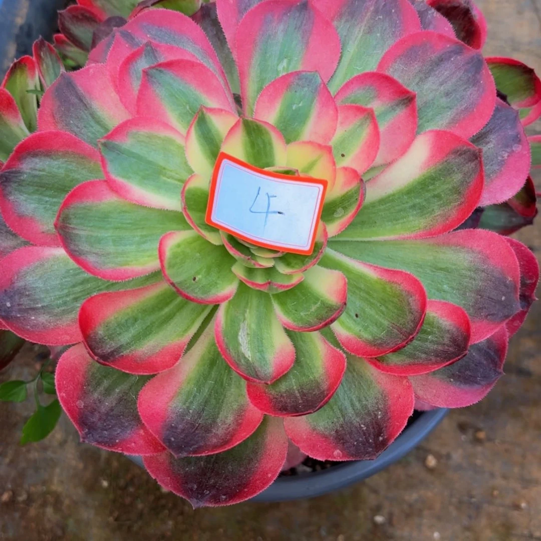 【闪购商品】彦*海王手捧4号多肉