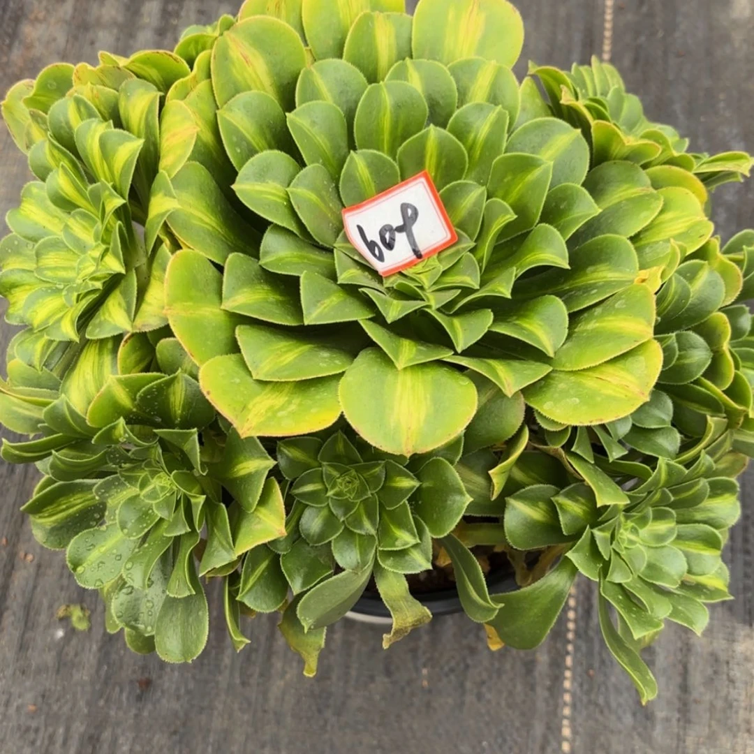 【闪购商品】兰*609翡翠多肉