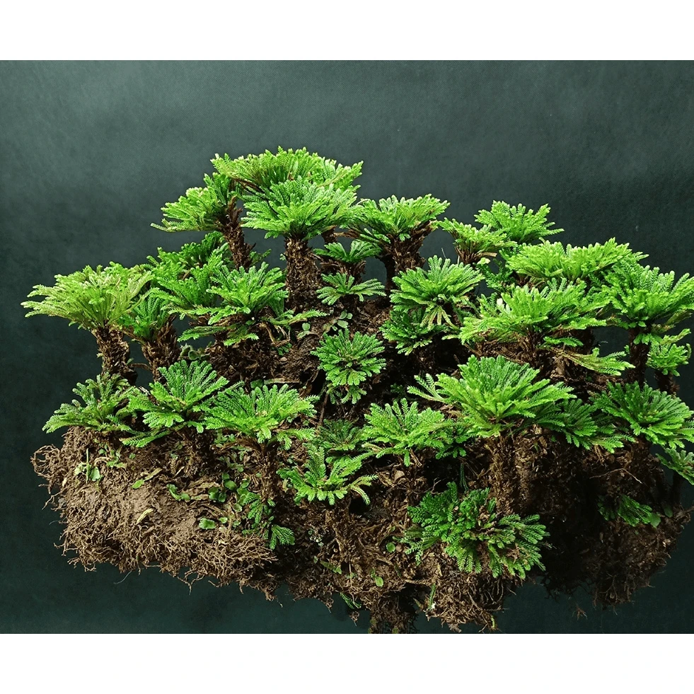 卷柏九死还魂草上水石复活草假山桌面创意花卉绿植物微型迷你盆景