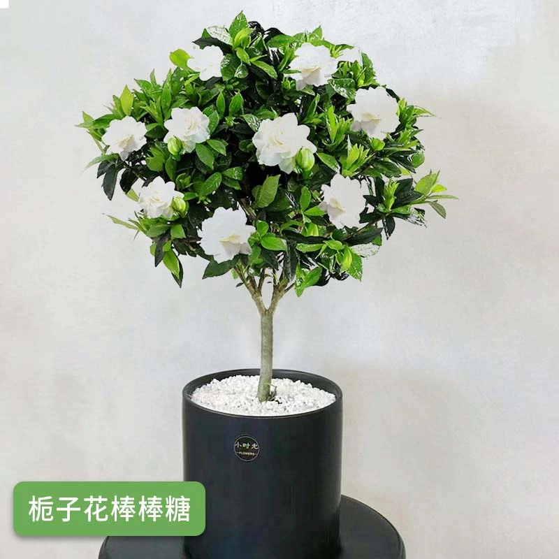 小叶雀舌栀子花棒棒糖盆栽室内阳台庭院绿植浓香花卉四季开花好养