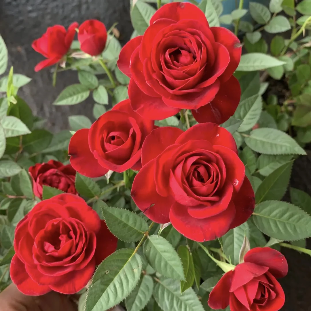 【中国红】月季大红色四季开花原盆原土带花苞发货小白必入