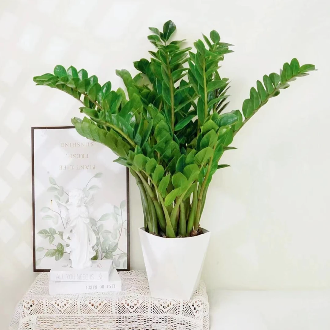 70一85厘米金钱树绿植吸甲醛净化空气大型盆栽钱串子金钱树