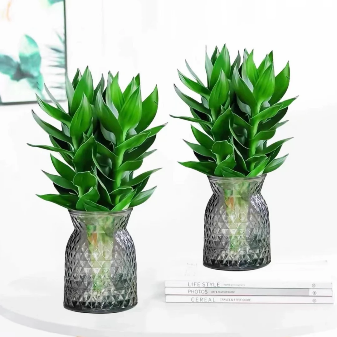 【买一送一】水培观音竹富贵竹办公桌室内观叶植物好养绿植盆栽