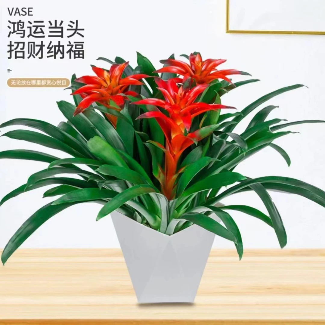 鸿运当头盆栽小红星室内观花绿植前台好养凤梨花办公室客厅阳台