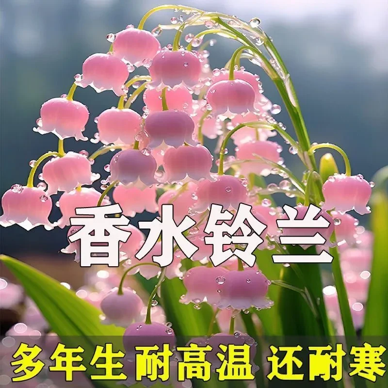 铃兰花盆栽进口种球种子花卉绿植室内外耐寒易活四季种植开花植物