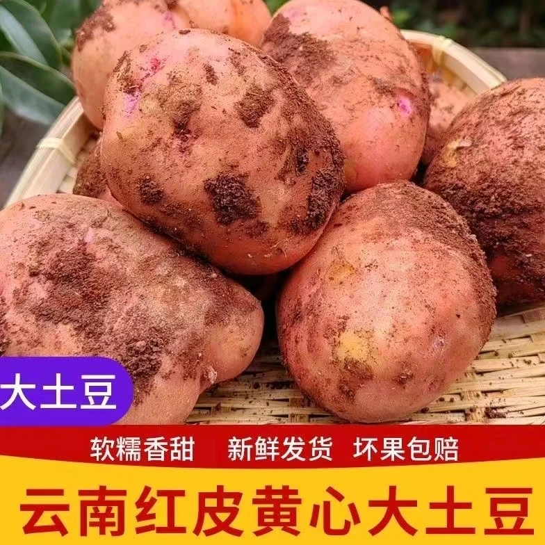 云南红皮土豆新鲜黄心土豆自种马铃薯当季土豆正宗洋芋整箱直发