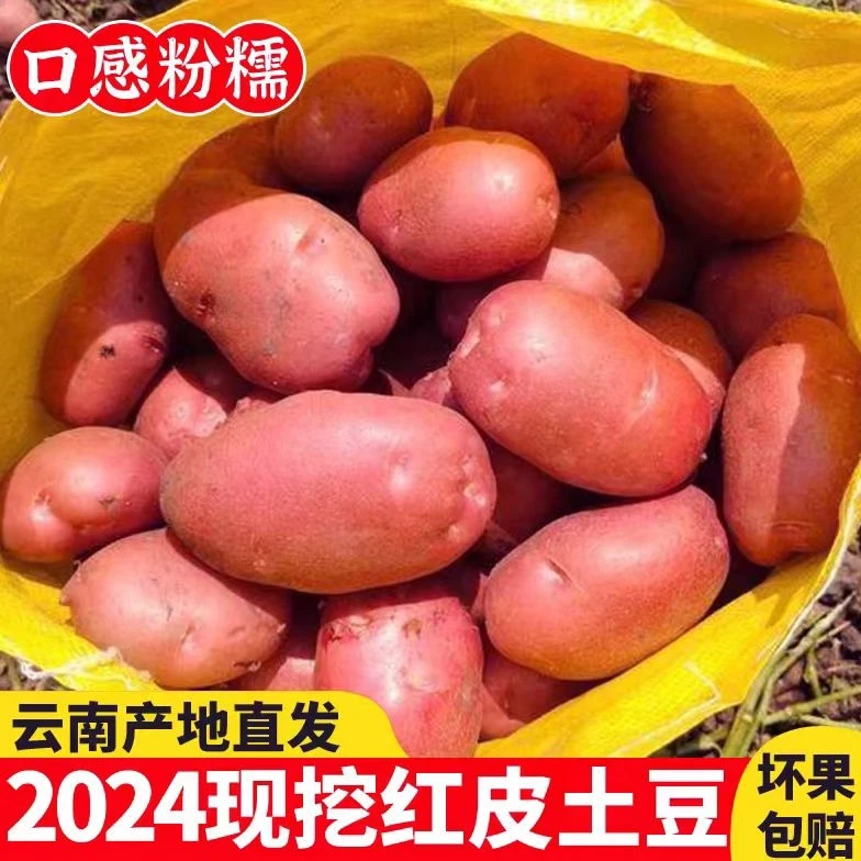 新鲜土豆云南红皮黄心马铃薯现挖自种中小果软糯香甜洋芋绿色蔬菜