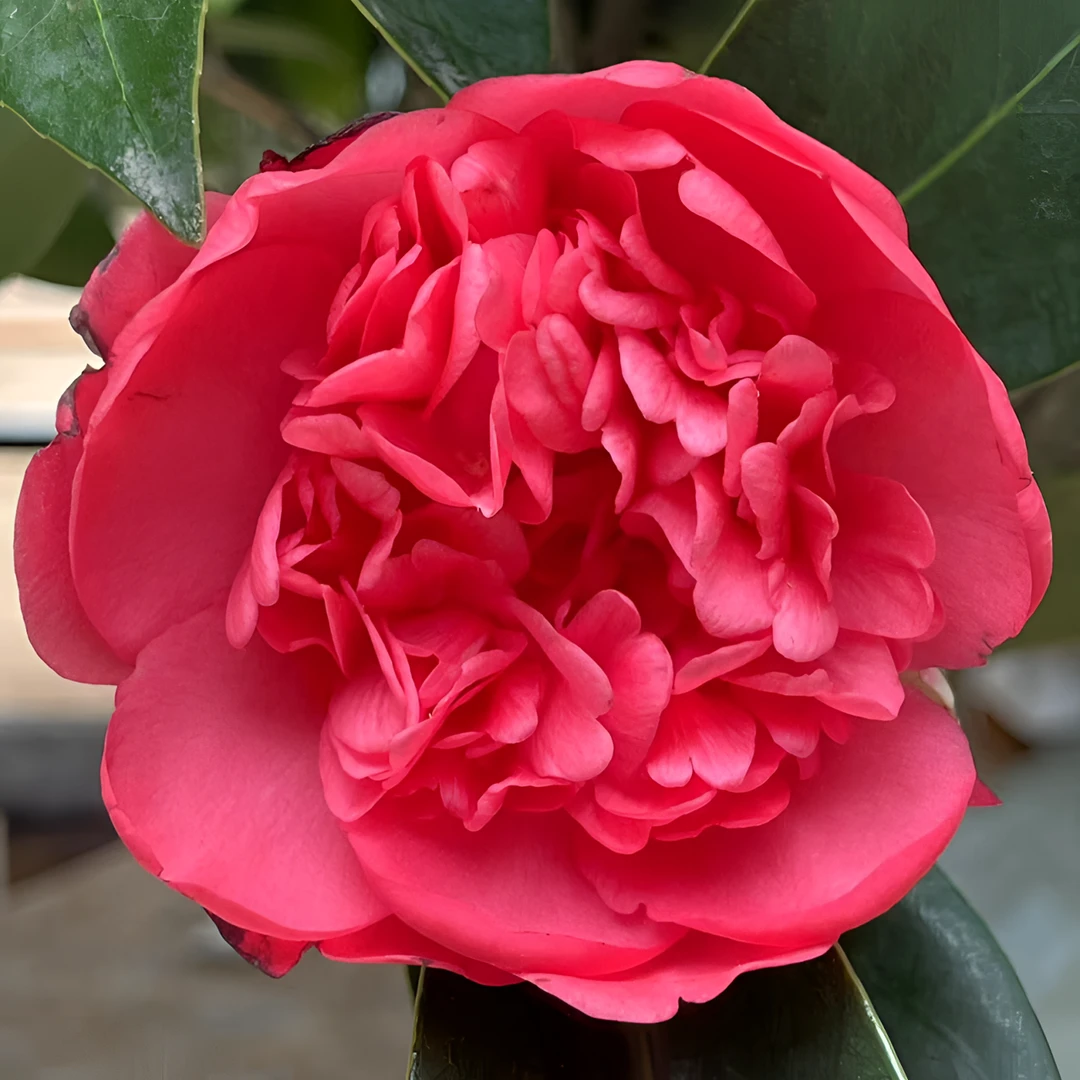 【暂无花苞,介意勿拍】怀金托紫四季山茶花带花带花苞原盆原土
