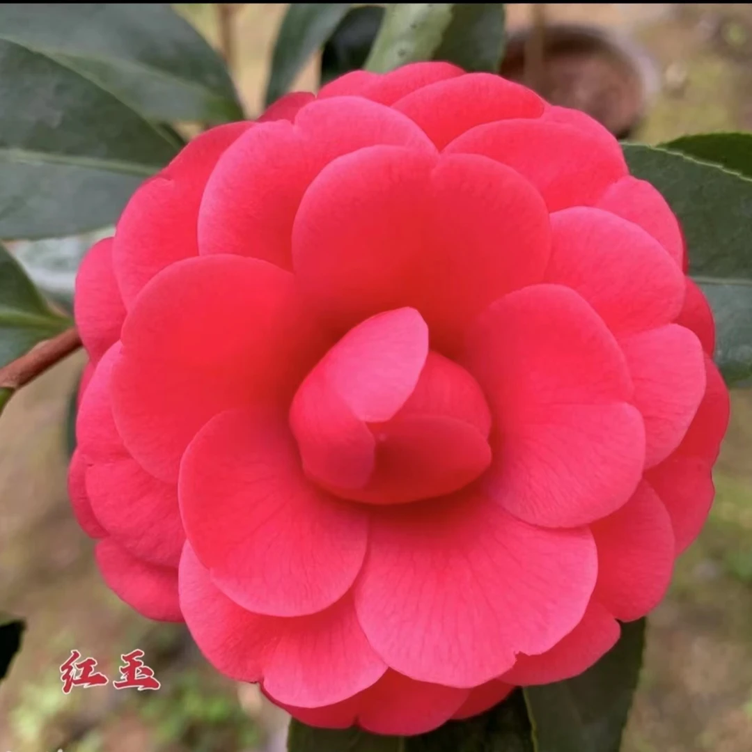 红玉茶花4年苗福建正宗品种原盆原土发货