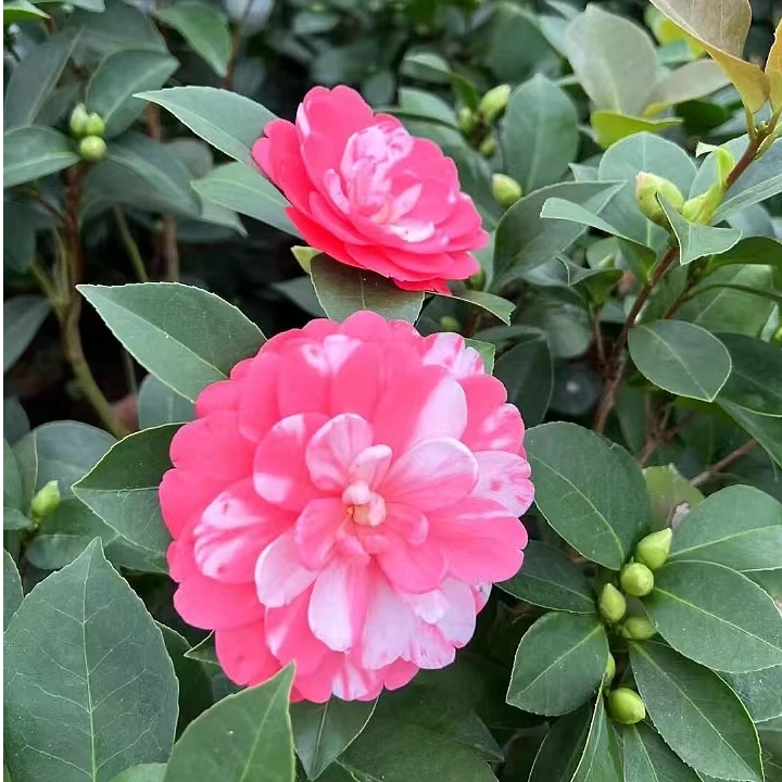 四季茶花复色小璇