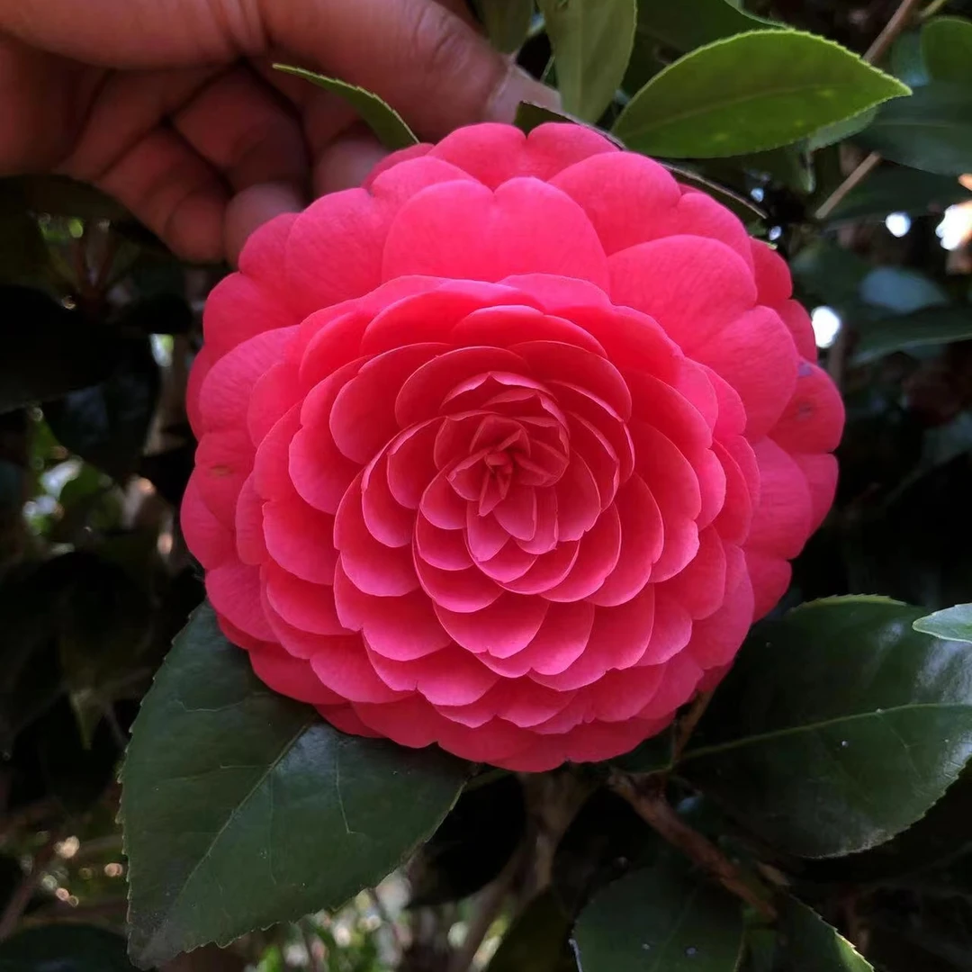 大红赤丹茶花茶花粗杆中大型盆栽型精品老桩好养耐寒耐活庭院盆景