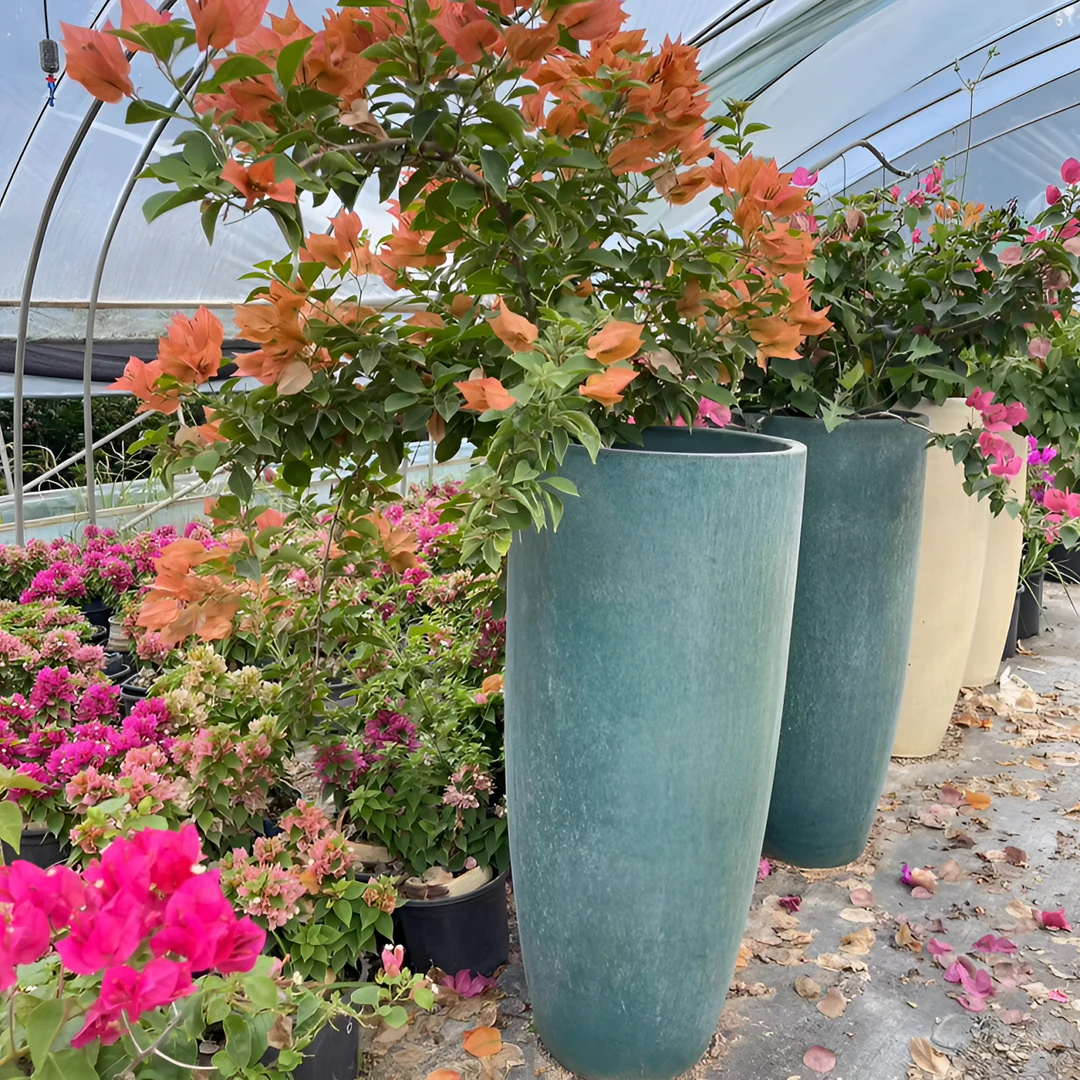 精品三角梅，老桩