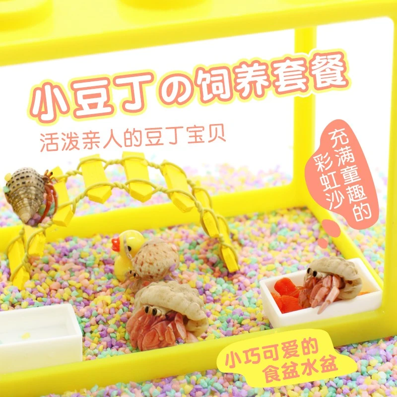 陌派小豆丁寄居蟹活体～寄居蟹饲养套装套餐饲养盒饲养缸儿童礼物