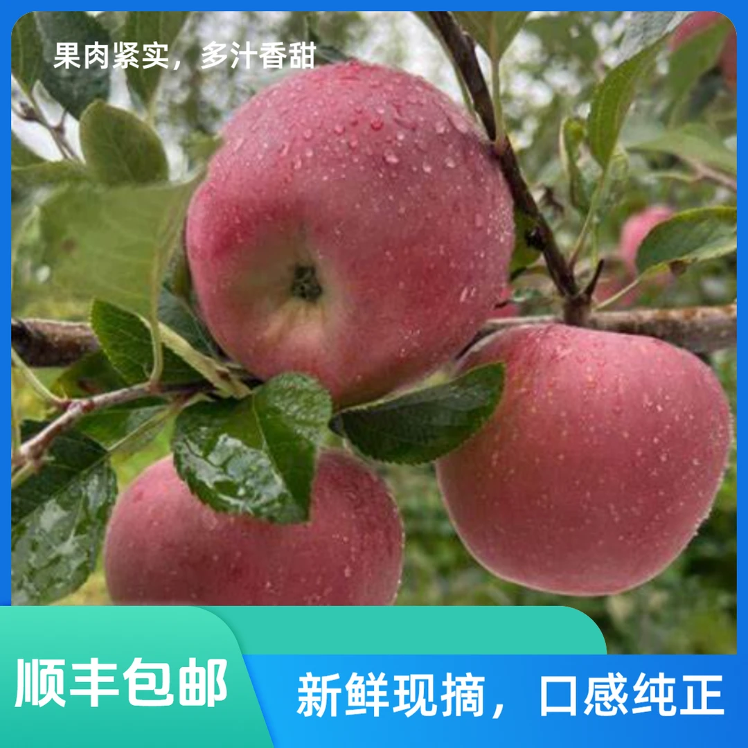 (顺丰包邮)一物一拍红富士 部分冰糖心(9-12个装)