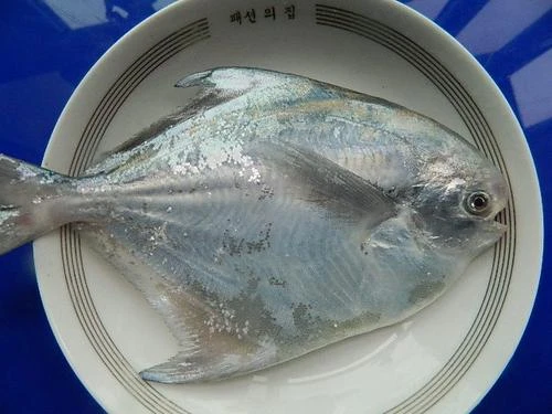 大连本地野生鲳鱼顺丰包邮冻发