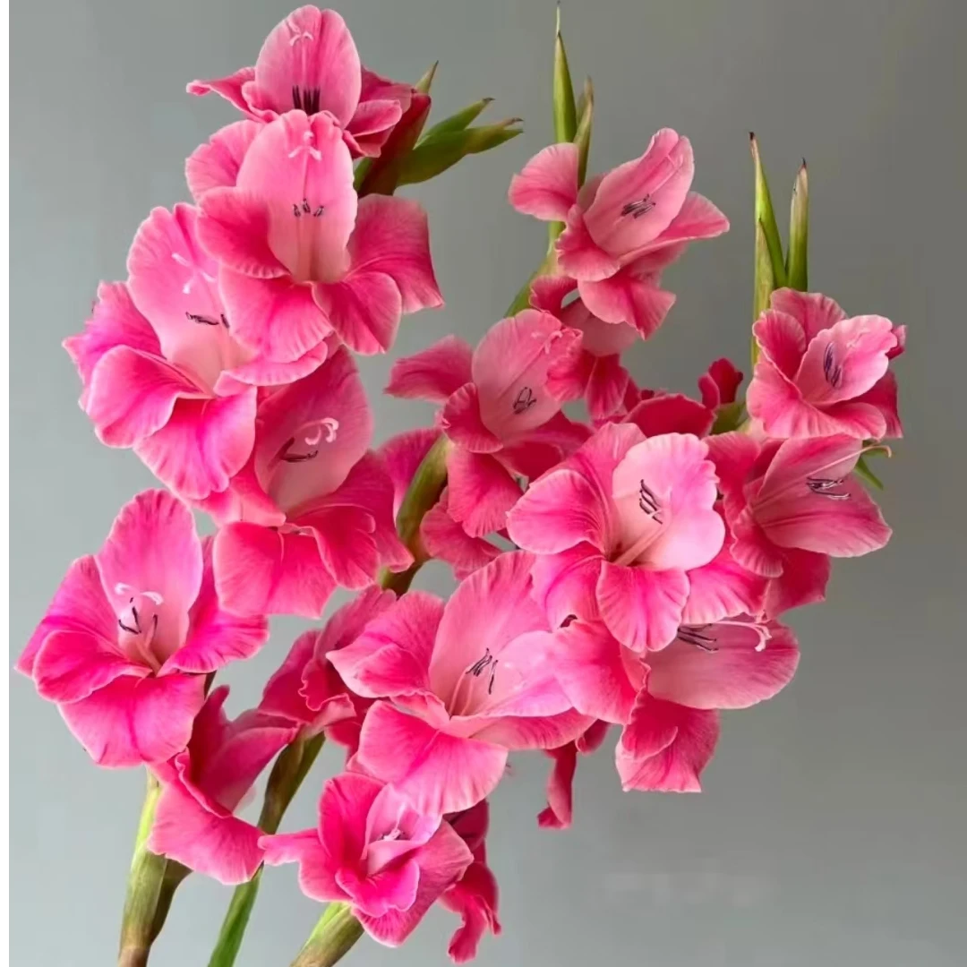 （桃花粉）剑兰节节高鲜切花东北发货顺丰包邮优选漂亮水生养护全国