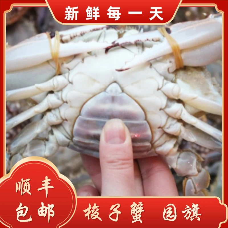 【保鲜不保活】母蟹梭子蟹残蟹 (每只3-5两)