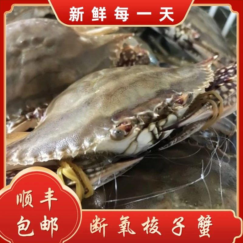 【保鲜不保活】断氧梭子蟹残蟹 每斤2-5只（每只3-5两）