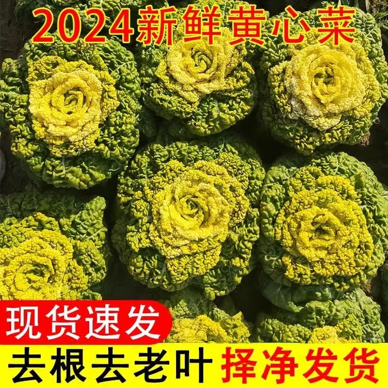 霜打黄心菜新鲜现挖农家蔬菜白菜黄心乌塌菜青菜火锅