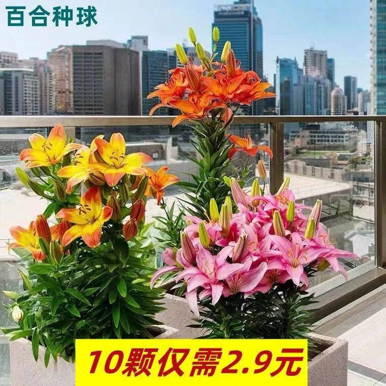 香水百合花种球耐寒四季盆栽花卉易活好养室内阳台多年生植物重瓣