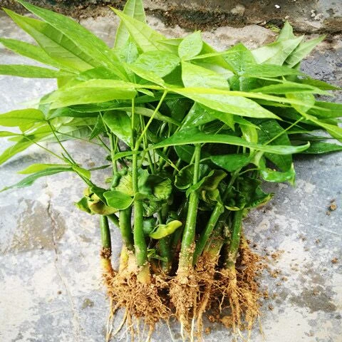 【发财树10棵小苗包邮超实惠】【送生根】发财树苗  发财树 辫子