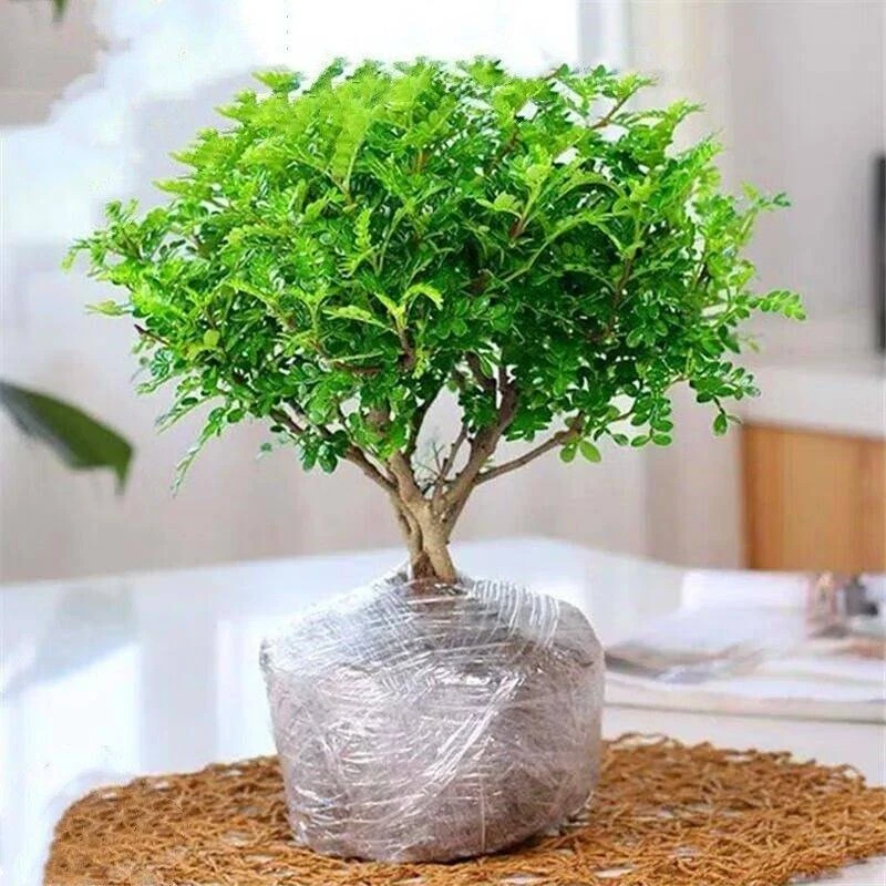 驱蚊虫清香木盆栽净化空气植物客厅除甲醛防蚊植物正宗胡椒木花卉