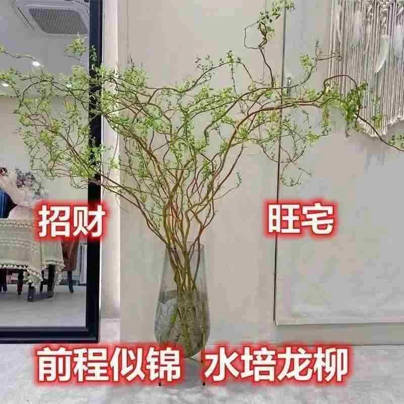 室内水培绿植龙柳鲜枝盆栽花卉观叶吸甲醛净化空气好养活客厅插花