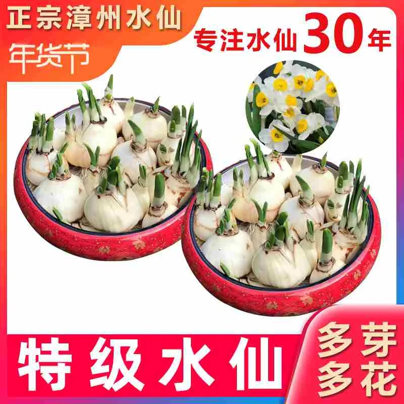 漳州正宗水仙花种球盆栽水养水培植物室内花卉四季开花年宵带花苞