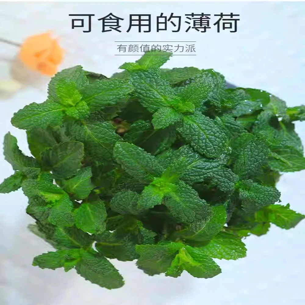 薄荷盆栽可食用办公室桌面花卉绿植迷迭香草室内水养驱蚊水培植物