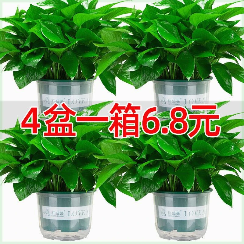 【活动中】绿萝盆栽室内植物水培好养客厅花卉绿植吸甲醛绿箩